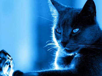 seeing blue, blue, seeing HD wallpaper