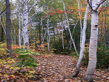 Nature Trail Next to Onaping Falls, Ontario, Canada, path, bushes, trail, daylight, day, leaves, trees, autumn, nature, sky, canada, forest HD wallpaper