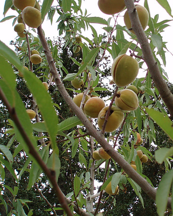 Hardy almond variety, Fragrant halls hardy, Homegrown almonds, Gardeners' delight HD phone wallpaper