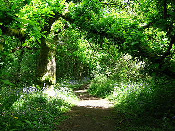 bluebell path, trees, nature, bluebells, path HD wallpaper