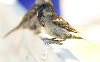 Animals, Background, Feather, Bird, Beak, Sparrow, Blur HD wallpaper