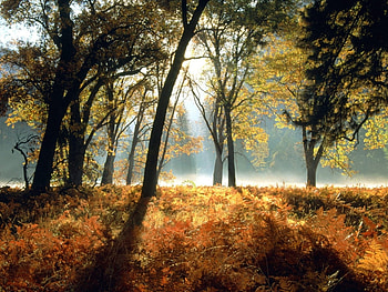 Landscape, Trees, Autumn HD wallpaper
