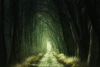 Explore a mysterious forest path shrouded in mist and sunlight, evoking mystery and wonder. HD wallpaper