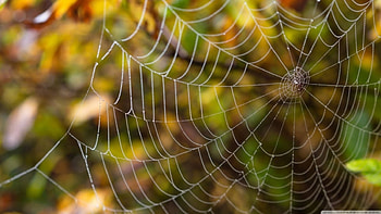 Delicate spider web, abstract, graphy, , spider web, nature, , web, macro HD wallpaper