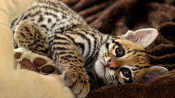 Ocelot , Exquisite feline, Enigmatic charm, Nature's artwork HD wallpaper