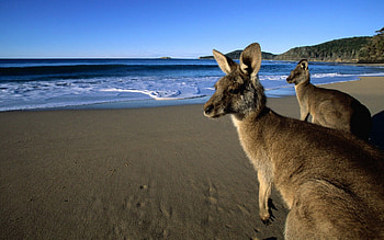 Animals, Water, Mountains, Beach, Sand, Kangaroo, Eyes, Beautiful, Wool, Jumpers HD wallpaper