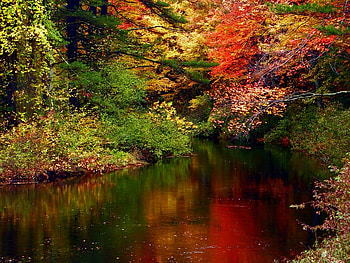 Autumn River, river, autumn, nature, forest HD wallpaper