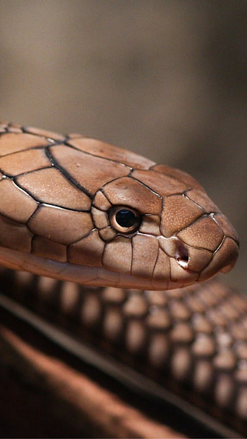 Snake, Cobra HD phone wallpaper