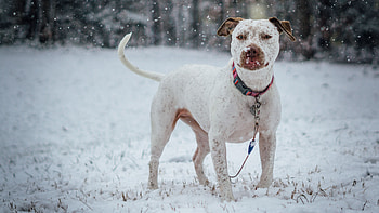 Animals, Snow, Dog, Collar, Pit Bull Terrier, Pitbull Terrier HD wallpaper