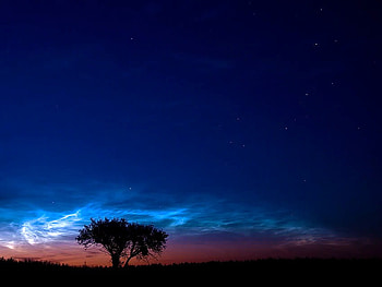 Sapphire night, horizon, pink, light, deep blue, sky, stars, tree HD wallpaper