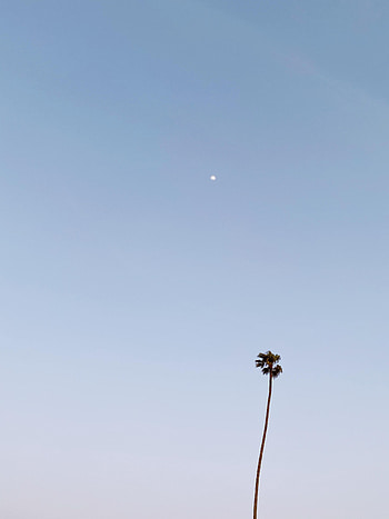 Moon, Minimalism, Palm HD phone wallpaper