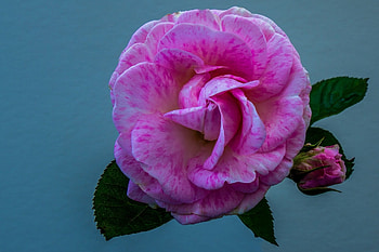 Roses, beautiful, nature, lovely HD wallpaper
