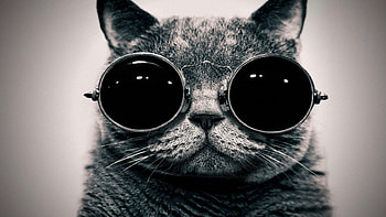 Cool Kitty, kitty, , youtube, music, electronic, artist, grey, promoter, gfx, cat, high, tranzino, definition, helynt, dubstep, lessons, cool, video HD wallpaper