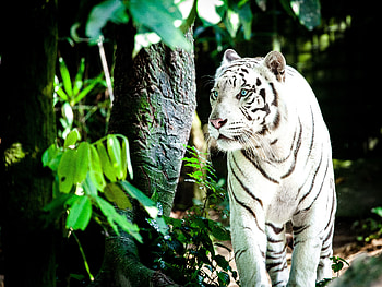 White Tiger , tiger, white, animals HD wallpaper