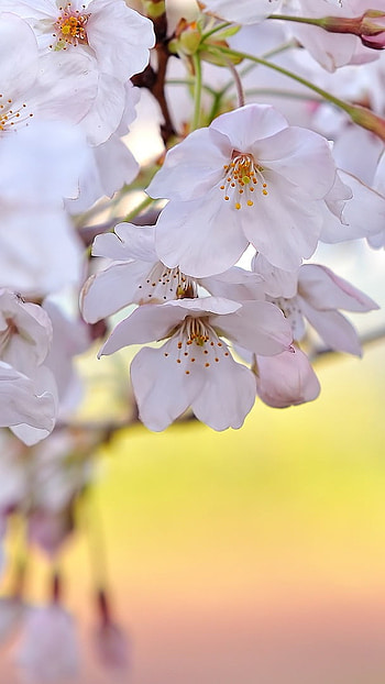 Spring Flowers, Nature, White Flowers HD phone wallpaper