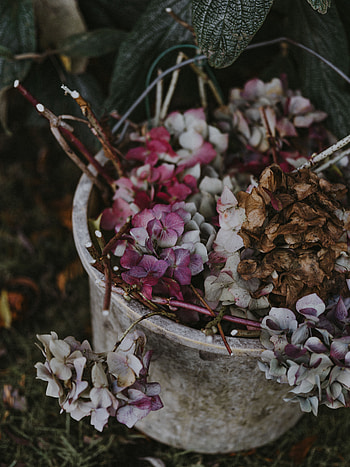 Flowers, Violet, Purple, Hydrangea, Bucket HD phone wallpaper