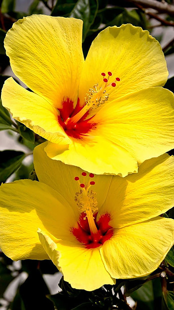 Hibiscus flower on , 3D beauty, Amazing and beautiful, Stunning plant HD phone wallpaper