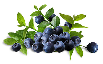 Food, Blueberry , High definition HD wallpaper
