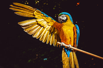 Vibrant Macaw, macaw, parrot, birds HD wallpaper