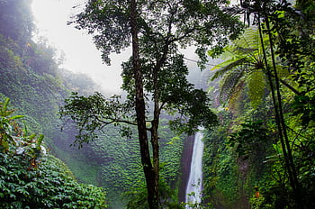 Misty waterfall surrounded by lush greenery and dense tropical jungle, capturing nature's serenity. HD wallpaper