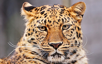 Animals, Leopards HD wallpaper