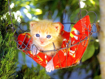 Blue eyes, animal, kitten, garden, cat HD wallpaper