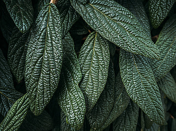 Leaves, Plant, Macro, Surface HD wallpaper