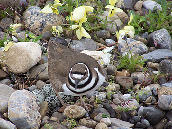Killdeer, Nature, Desert, Rocks, Birds HD wallpaper