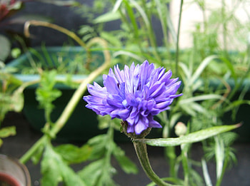Blue Cornflower, blue flower, flowers, wildflower, cornflower HD wallpaper