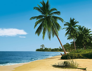 Nature, Sea, Beach, Sand, Palms, Summer, Tropics HD wallpaper