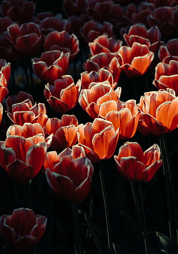 Stunning tulips in full bloom capture the essence of spring in a Dutch garden. HD phone wallpaper