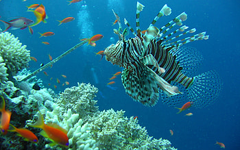Lionfish, Great Barrier Reef HD wallpaper
