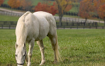 white horse, autumn, horse, field, tree HD wallpaper