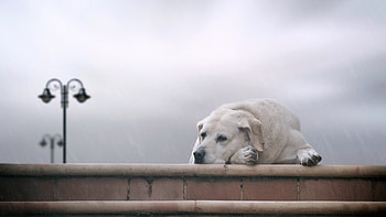 Animals, Dogs HD wallpaper