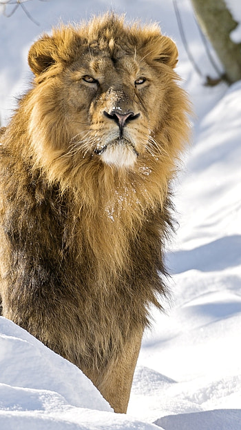Lion , Snow Background, snow, background HD phone wallpaper