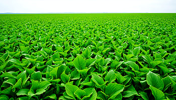 Vibrant Green Fields - Ultra, field, plant, Agriculture HD wallpaper