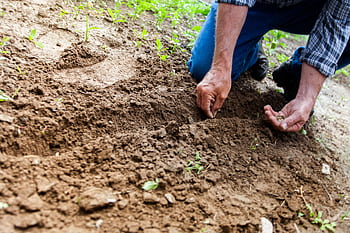 Close-up of a person planting seeds in soil, emphasizing gardening and cultivation. HD wallpaper