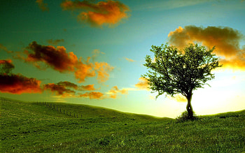 Nature, Clouds, Wood, Tree, Color, Colors, Shadows, Lonely, Meadow HD wallpaper