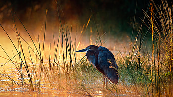 Goliath heron, Kruger National Park, South Africa, Animal, heron HD wallpaper