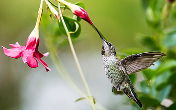 Hummingbird, animal, nature, bird HD wallpaper