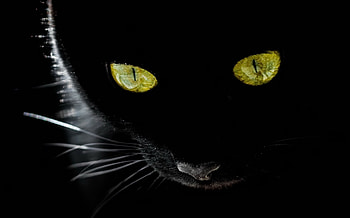 Cat, pisica, animal, black, yellow, eyes HD wallpaper