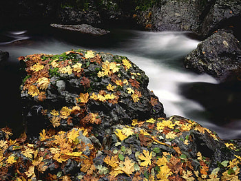 Nature, Rivers, Stones, Autumn, Leaves, Moss HD wallpaper