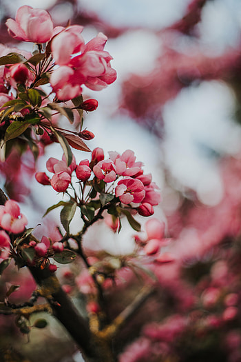 Flowers, Cherry, Pink, Sakura, Macro HD phone wallpaper
