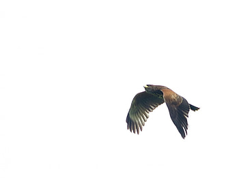 Harris Hawk, Hawk, Flight, Stockley Farm HD wallpaper