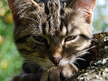 Little cat, sweet, kitten, cat, miau HD wallpaper