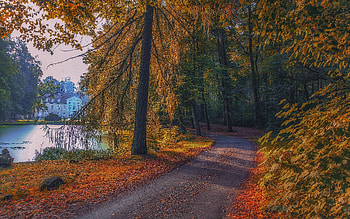Road in Park, trees, road, water, park HD wallpaper