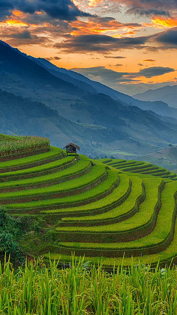 Mu Cang Chai, Vietnam beauty, Windows 10 spotlight, Terraced splendor HD phone wallpaper