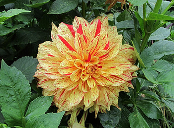 Flowers, Drops, Flower, Wet, Flower Bed, Flowerbed, Dahlia HD wallpaper