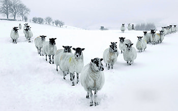 Sheep in various poses, Diverse , Aesthetic beauty, Animal enthusiasts HD wallpaper