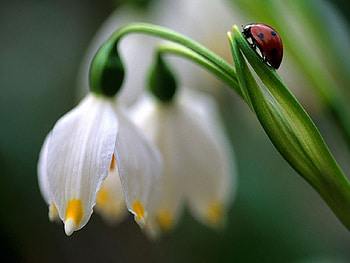 A Lady's Life, ladybug, insect, flower HD wallpaper